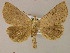  (Herminodes cf. renicula - BC ZSM Lep 06097)  @13 [ ] CreativeCommons - Attribution Non-Commercial Share-Alike (2010) Unspecified SNSB, Zoologische Staatssammlung Muenchen