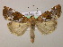  (Hampsonodes mastoides - BC ZSM Lep 06101)  @15 [ ] CreativeCommons - Attribution Non-Commercial Share-Alike (2010) Unspecified SNSB, Zoologische Staatssammlung Muenchen