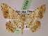  ( - BC ZSM Lep 07344)  @14 [ ] CreativeCommons - Attribution Non-Commercial Share-Alike (2010) Unspecified SNSB, Zoologische Staatssammlung Muenchen
