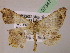  (Macaria AH04Pe - BC ZSM Lep 07347)  @13 [ ] CreativeCommons - Attribution Non-Commercial Share-Alike (2010) Unspecified SNSB, Zoologische Staatssammlung Muenchen