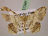  ( - BC ZSM Lep 07349)  @13 [ ] CreativeCommons - Attribution Non-Commercial Share-Alike (2010) Unspecified SNSB, Zoologische Staatssammlung Muenchen