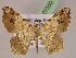  (Macaria AH20Pe - BC ZSM Lep 07350)  @14 [ ] CreativeCommons - Attribution Non-Commercial Share-Alike (2010) Unspecified SNSB, Zoologische Staatssammlung Muenchen