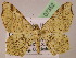  (Macaria AH21Pe - BC ZSM Lep 07352)  @14 [ ] CreativeCommons - Attribution Non-Commercial Share-Alike (2010) Unspecified SNSB, Zoologische Staatssammlung Muenchen