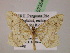  ( - BC ZSM Lep 07354)  @11 [ ] CreativeCommons - Attribution Non-Commercial Share-Alike (2010) Unspecified SNSB, Zoologische Staatssammlung Muenchen