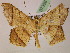  (Macaria AH07Pe - BC ZSM Lep 07356)  @14 [ ] CreativeCommons - Attribution Non-Commercial Share-Alike (2010) Unspecified SNSB, Zoologische Staatssammlung Muenchen