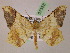  (Macaria AH10Pe - BC ZSM Lep 07358)  @14 [ ] CreativeCommons - Attribution Non-Commercial Share-Alike (2010) Unspecified SNSB, Zoologische Staatssammlung Muenchen