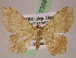  (Macaria AH13Pe - BC ZSM Lep 07359)  @13 [ ] CreativeCommons - Attribution Non-Commercial Share-Alike (2010) Unspecified SNSB, Zoologische Staatssammlung Muenchen