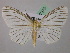  (Penthophlebia AH01Pe - BC ZSM Lep 07370)  @13 [ ] CreativeCommons - Attribution Non-Commercial Share-Alike (2010) Unspecified SNSB, Zoologische Staatssammlung Muenchen