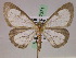  (Genussa hyalariaAH01Pe - BC ZSM Lep 07371)  @14 [ ] CreativeCommons - Attribution Non-Commercial Share-Alike (2010) Unspecified SNSB, Zoologische Staatssammlung Muenchen