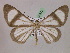  (Genussa famulataAH02Pe - BC ZSM Lep 07372)  @14 [ ] CreativeCommons - Attribution Non-Commercial Share-Alike (2010) Unspecified SNSB, Zoologische Staatssammlung Muenchen