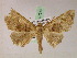  (Pero dulariaAH01Pe - BC ZSM Lep 07389)  @13 [ ] CreativeCommons - Attribution Non-Commercial Share-Alike (2010) Unspecified SNSB, Zoologische Staatssammlung Muenchen