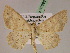  ( - BC ZSM Lep 07392)  @13 [ ] CreativeCommons - Attribution Non-Commercial Share-Alike (2010) Unspecified SNSB, Zoologische Staatssammlung Muenchen