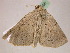  ( - BC ZSM Lep 07396)  @12 [ ] CreativeCommons - Attribution Non-Commercial Share-Alike (2010) Unspecified SNSB, Zoologische Staatssammlung Muenchen