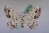  ( - BC ZSM Lep 08772)  @11 [ ] Copyright (2010) Unspecified SNSB, Zoologische Staatssammlung Muenchen