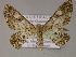  (Cleora AH01Au - BC ZSM Lep 10194)  @11 [ ] CreativeCommons - Attribution Non-Commercial Share-Alike (2010) Unspecified SNSB, Zoologische Staatssammlung Muenchen