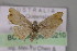  ( - BC ZSM Lep 10210)  @11 [ ] CreativeCommons - Attribution Non-Commercial Share-Alike (2010) Unspecified SNSB, Zoologische Staatssammlung Muenchen