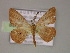  ( - BC ZSM Lep 10214)  @11 [ ] CreativeCommons - Attribution Non-Commercial Share-Alike (2010) Unspecified SNSB, Zoologische Staatssammlung Muenchen