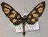  ( - BC ZSM Lep 10226)  @11 [ ] CreativeCommons - Attribution Non-Commercial Share-Alike (2010) Unspecified SNSB, Zoologische Staatssammlung Muenchen