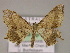  (Oxymacaria AH01Au - BC ZSM Lep 10233)  @11 [ ] CreativeCommons - Attribution Non-Commercial Share-Alike (2010) Unspecified SNSB, Zoologische Staatssammlung Muenchen
