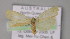  ( - BC ZSM Lep 10237)  @11 [ ] CreativeCommons - Attribution Non-Commercial Share-Alike (2010) Unspecified SNSB, Zoologische Staatssammlung Muenchen