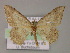 ( - BC ZSM Lep 10245)  @12 [ ] CreativeCommons - Attribution Non-Commercial Share-Alike (2010) Unspecified SNSB, Zoologische Staatssammlung Muenchen