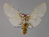  ( - BC ZSM Lep 10252)  @14 [ ] CreativeCommons - Attribution Non-Commercial Share-Alike (2010) Unspecified SNSB, Zoologische Staatssammlung Muenchen