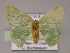  ( - BC ZSM Lep 10260)  @11 [ ] CreativeCommons - Attribution Non-Commercial Share-Alike (2010) Unspecified SNSB, Zoologische Staatssammlung Muenchen