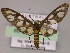  ( - BC ZSM Lep 10263)  @11 [ ] CreativeCommons - Attribution Non-Commercial Share-Alike (2010) Unspecified SNSB, Zoologische Staatssammlung Muenchen