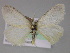  ( - BC ZSM Lep 10269)  @13 [ ] CreativeCommons - Attribution Non-Commercial Share-Alike (2010) Unspecified SNSB, Zoologische Staatssammlung Muenchen