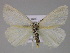  ( - BC ZSM Lep 10276)  @13 [ ] CreativeCommons - Attribution Non-Commercial Share-Alike (2010) Unspecified SNSB, Zoologische Staatssammlung Muenchen