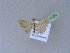  ( - BC ZSM Lep 10293)  @11 [ ] CreativeCommons - Attribution Non-Commercial Share-Alike (2010) Unspecified SNSB, Zoologische Staatssammlung Muenchen