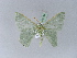  ( - BC ZSM Lep 10294)  @11 [ ] CreativeCommons - Attribution Non-Commercial Share-Alike (2010) Unspecified SNSB, Zoologische Staatssammlung Muenchen