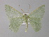  ( - BC ZSM Lep 10294)  @11 [ ] CreativeCommons - Attribution Non-Commercial Share-Alike (2010) Unspecified SNSB, Zoologische Staatssammlung Muenchen