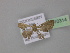  ( - BC ZSM Lep 10314)  @11 [ ] CreativeCommons - Attribution Non-Commercial Share-Alike (2010) Unspecified SNSB, Zoologische Staatssammlung Muenchen