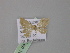  ( - BC ZSM Lep 10322)  @11 [ ] CreativeCommons - Attribution Non-Commercial Share-Alike (2010) Unspecified SNSB, Zoologische Staatssammlung Muenchen