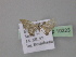  ( - BC ZSM Lep 10323)  @11 [ ] CreativeCommons - Attribution Non-Commercial Share-Alike (2010) Unspecified SNSB, Zoologische Staatssammlung Muenchen