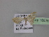  ( - BC ZSM Lep 10325)  @11 [ ] CreativeCommons - Attribution Non-Commercial Share-Alike (2010) Unspecified SNSB, Zoologische Staatssammlung Muenchen
