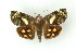  ( - BC ZSM Lep 15416)  @14 [ ] CreativeCommons - Attribution Non-Commercial Share-Alike (2010) Unspecified SNSB, Zoologische Staatssammlung Muenchen