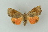 ( - BC ZSM Lep 15423)  @13 [ ] CreativeCommons - Attribution Non-Commercial Share-Alike (2010) Unspecified SNSB, Zoologische Staatssammlung Muenchen