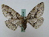  ( - BC ZSM Lep 16264)  @13 [ ] CreativeCommons - Attribution Non-Commercial Share-Alike (2010) Unspecified SNSB, Zoologische Staatssammlung Muenchen