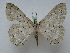  (Metabraxas rubrotincta - BC ZSM Lep 16270)  @14 [ ] CreativeCommons - Attribution Non-Commercial Share-Alike (2010) Unspecified SNSB, Zoologische Staatssammlung Muenchen