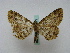  ( - BC ZSM Lep 16271)  @14 [ ] CreativeCommons - Attribution Non-Commercial Share-Alike (2010) Unspecified SNSB, Zoologische Staatssammlung Muenchen