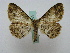  ( - BC ZSM Lep 16272)  @13 [ ] CreativeCommons - Attribution Non-Commercial Share-Alike (2010) Unspecified SNSB, Zoologische Staatssammlung Muenchen