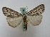  (Chlenias AH04Au - BC ZSM Lep 16316)  @14 [ ] CreativeCommons - Attribution Non-Commercial Share-Alike (2010) Unspecified SNSB, Zoologische Staatssammlung Muenchen