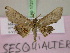  (Sesquialtera MS01Tz - BC ZSM Lep 17274)  @11 [ ] CreativeCommons - Attribution Non-Commercial Share-Alike (2010) Unspecified SNSB, Zoologische Staatssammlung Muenchen