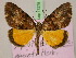  (Xylopteryx amietiMS01Tz - BC ZSM Lep 17279)  @11 [ ] CreativeCommons - Attribution Non-Commercial Share-Alike (2010) Unspecified SNSB, Zoologische Staatssammlung Muenchen