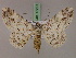  (Cleora munda - BC ZSM Lep 17291)  @14 [ ] CreativeCommons - Attribution Non-Commercial Share-Alike (2010) Unspecified SNSB, Zoologische Staatssammlung Muenchen