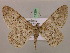  (Cleora oculataAH03Tz - BC ZSM Lep 17294)  @13 [ ] CreativeCommons - Attribution Non-Commercial Share-Alike (2010) Unspecified SNSB, Zoologische Staatssammlung Muenchen