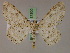  ( - BC ZSM Lep 17300)  @14 [ ] CreativeCommons - Attribution Non-Commercial Share-Alike (2010) Unspecified SNSB, Zoologische Staatssammlung Muenchen