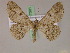  (Cleora rothkirchi - BC ZSM Lep 17301)  @14 [ ] CreativeCommons - Attribution Non-Commercial Share-Alike (2010) Unspecified SNSB, Zoologische Staatssammlung Muenchen